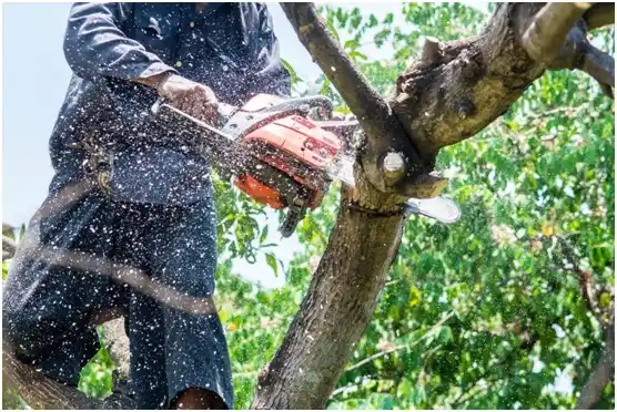 tree services St. Clair
